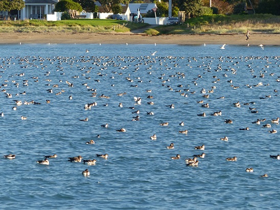 Massed fluttering shearwaters by the beach at Waiau Bay